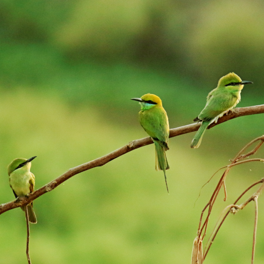 الشبيبة الخضراء المغربية – قوة الشباب من أجل بيئة مستدامة