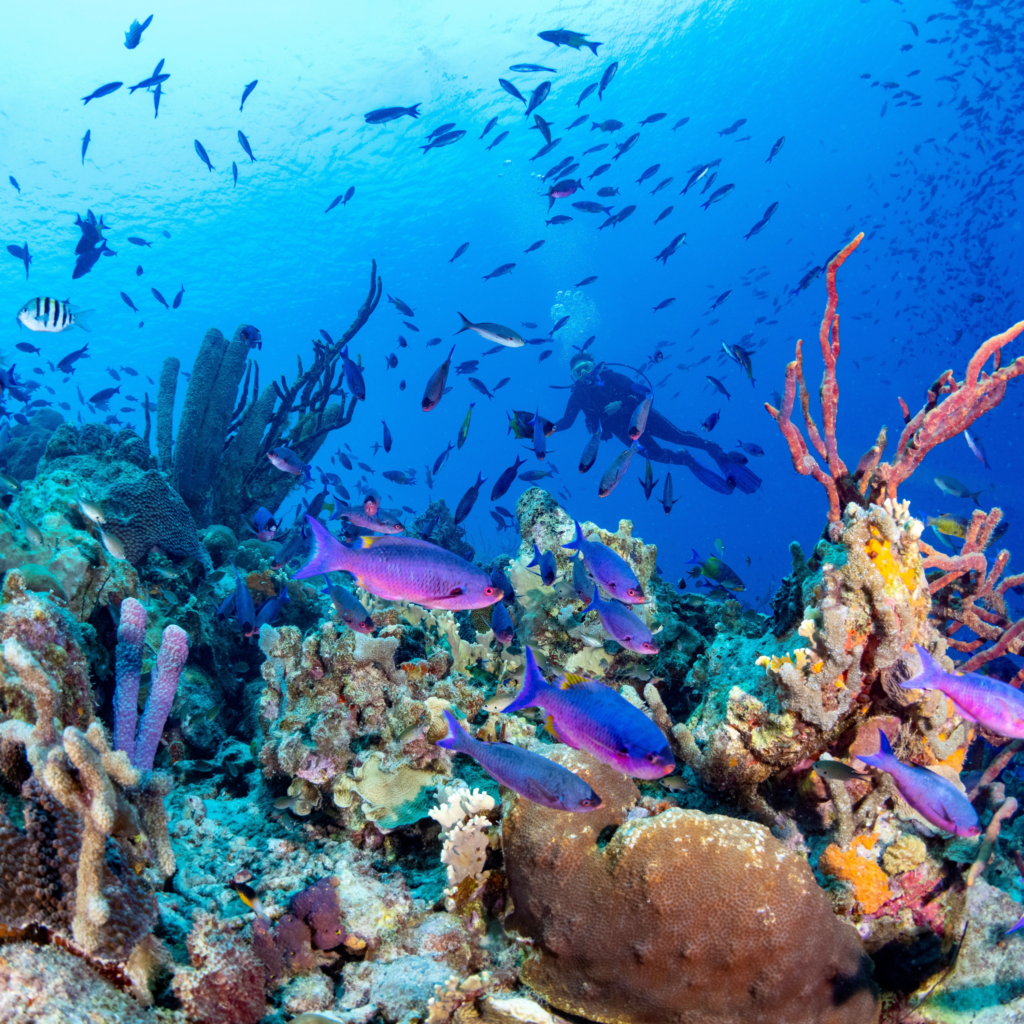 الشبيبة الخضراء المغربية – قوة الشباب من أجل بيئة مستدامة